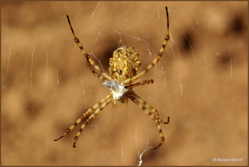 Coppia Argiope lobata